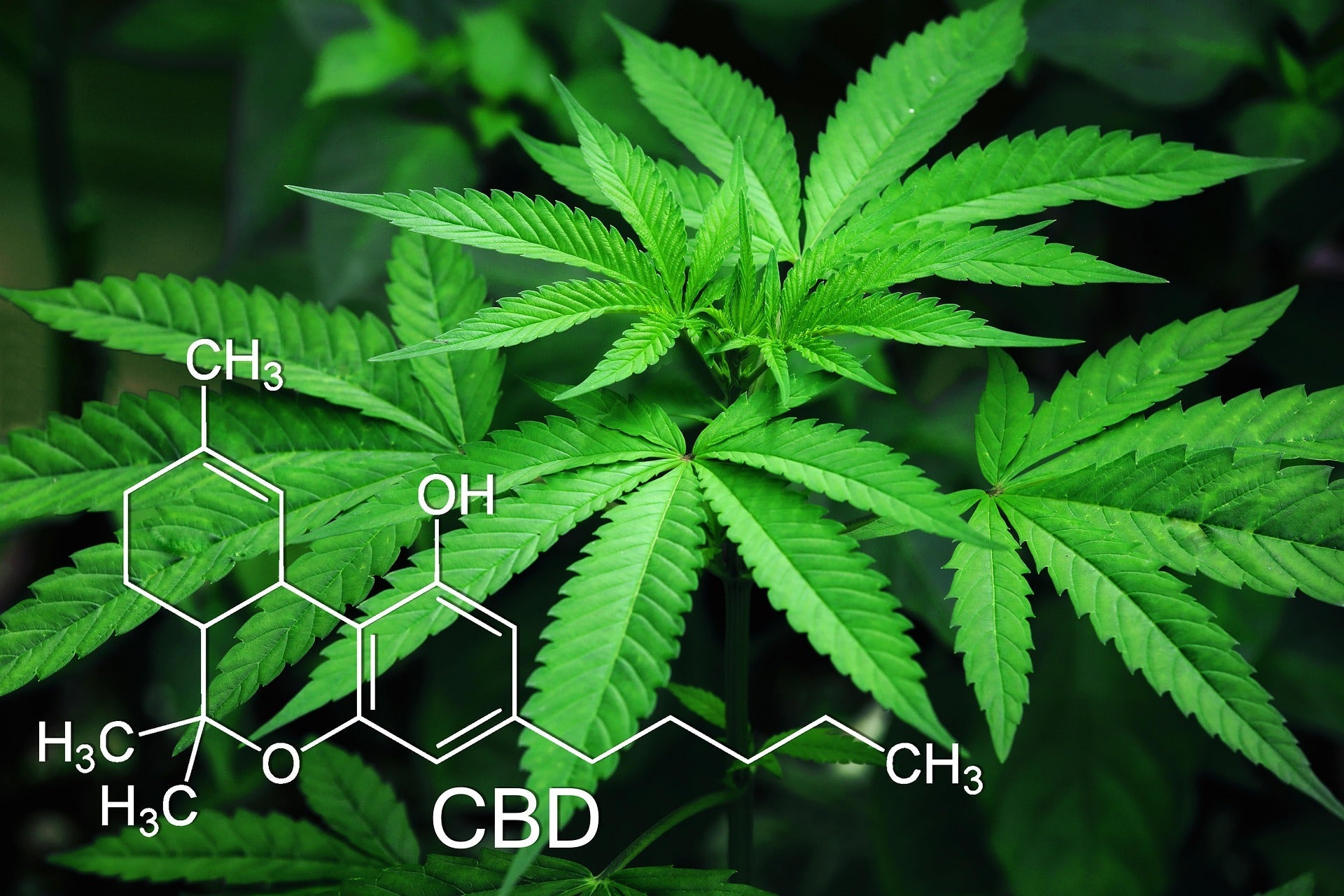 A kannabisz és egészség: Hogyan támogathatja a jólétet?