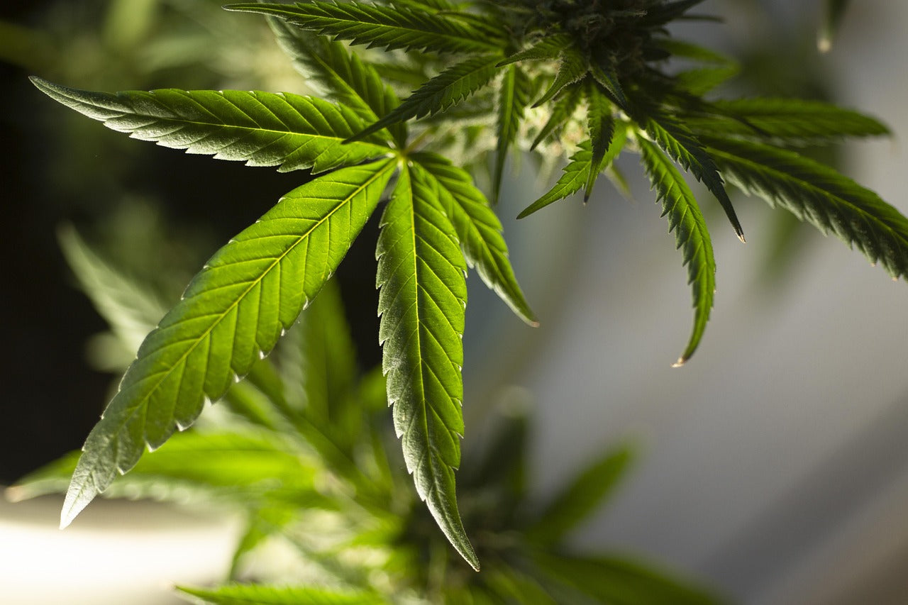 A kannabisz története: Az ősi gyökerektől a modern orvosi alkalmazásig
