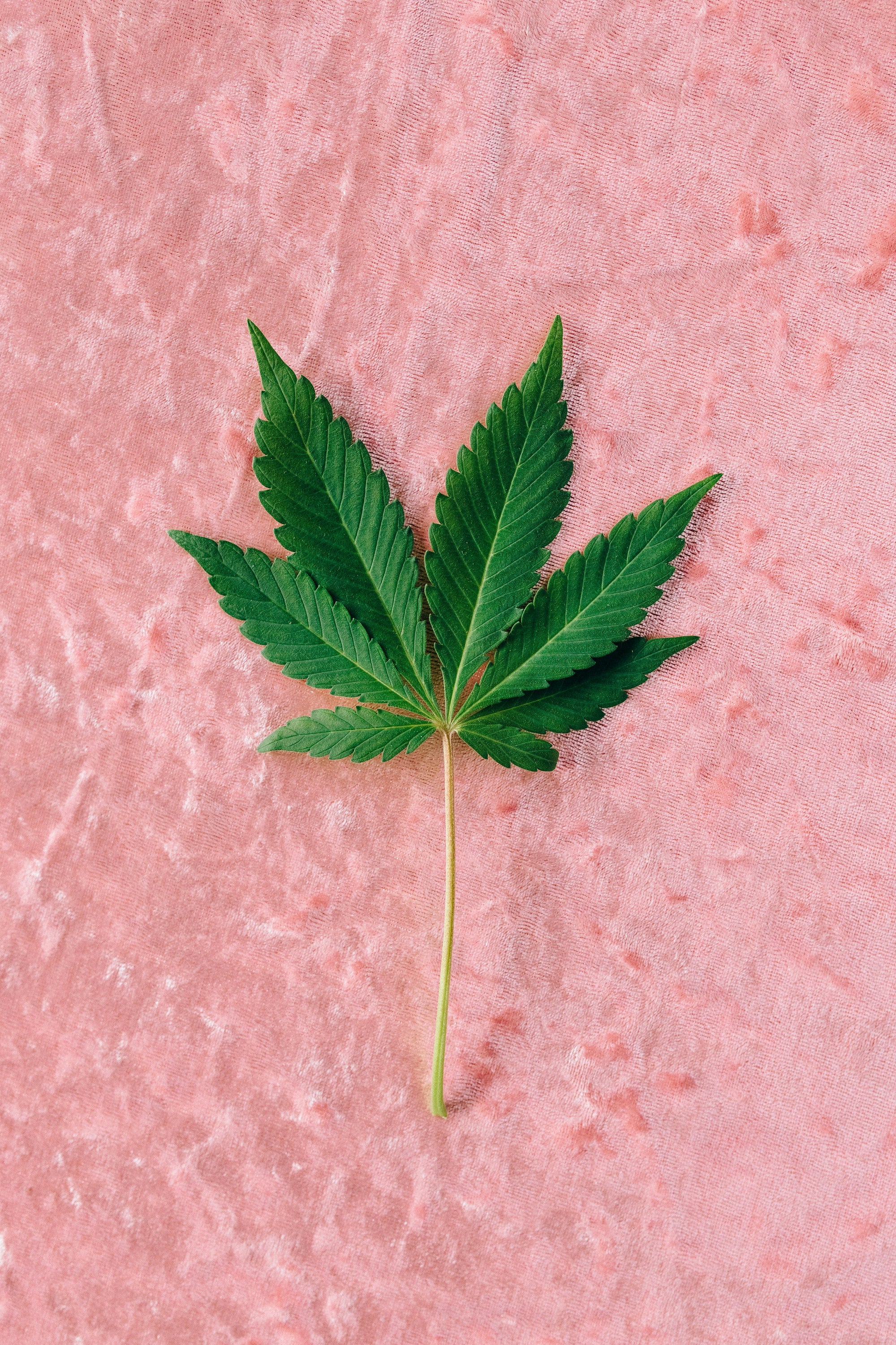 A THC Hatása: Miért Fontos Megérteni a Kannabisz Hatásait?