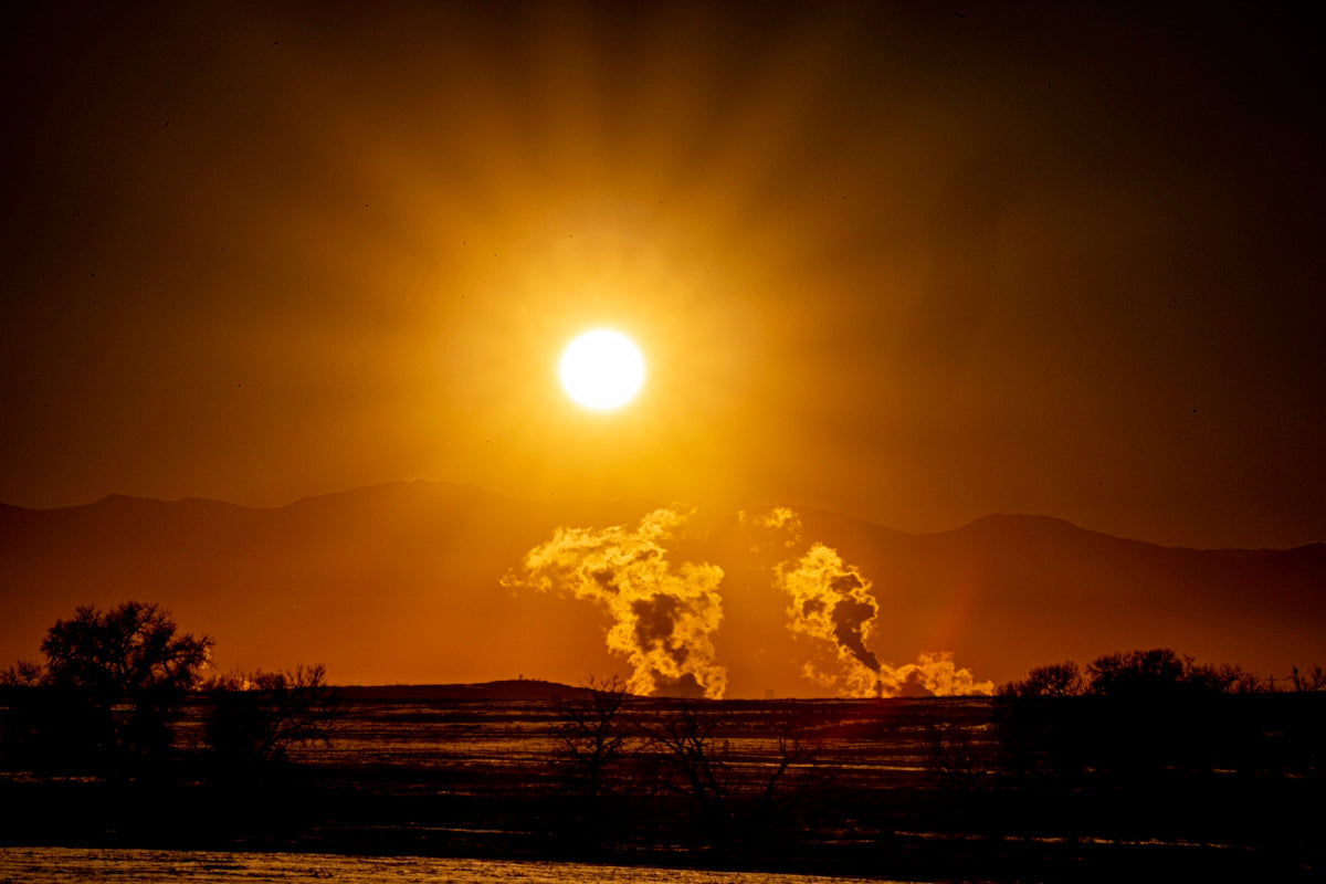 silhouette of trees during sunset
