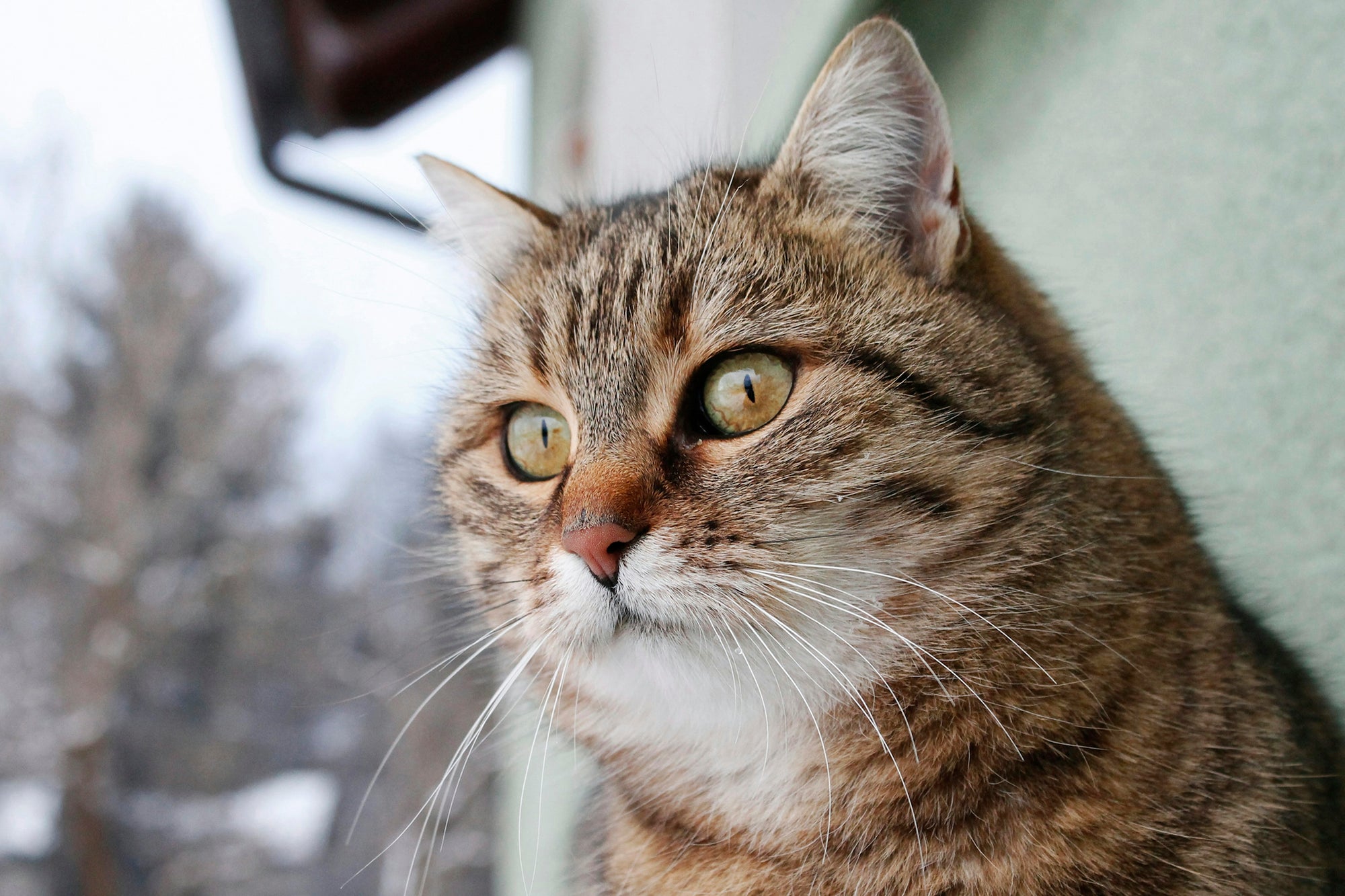 brown tabby cat in close up photography