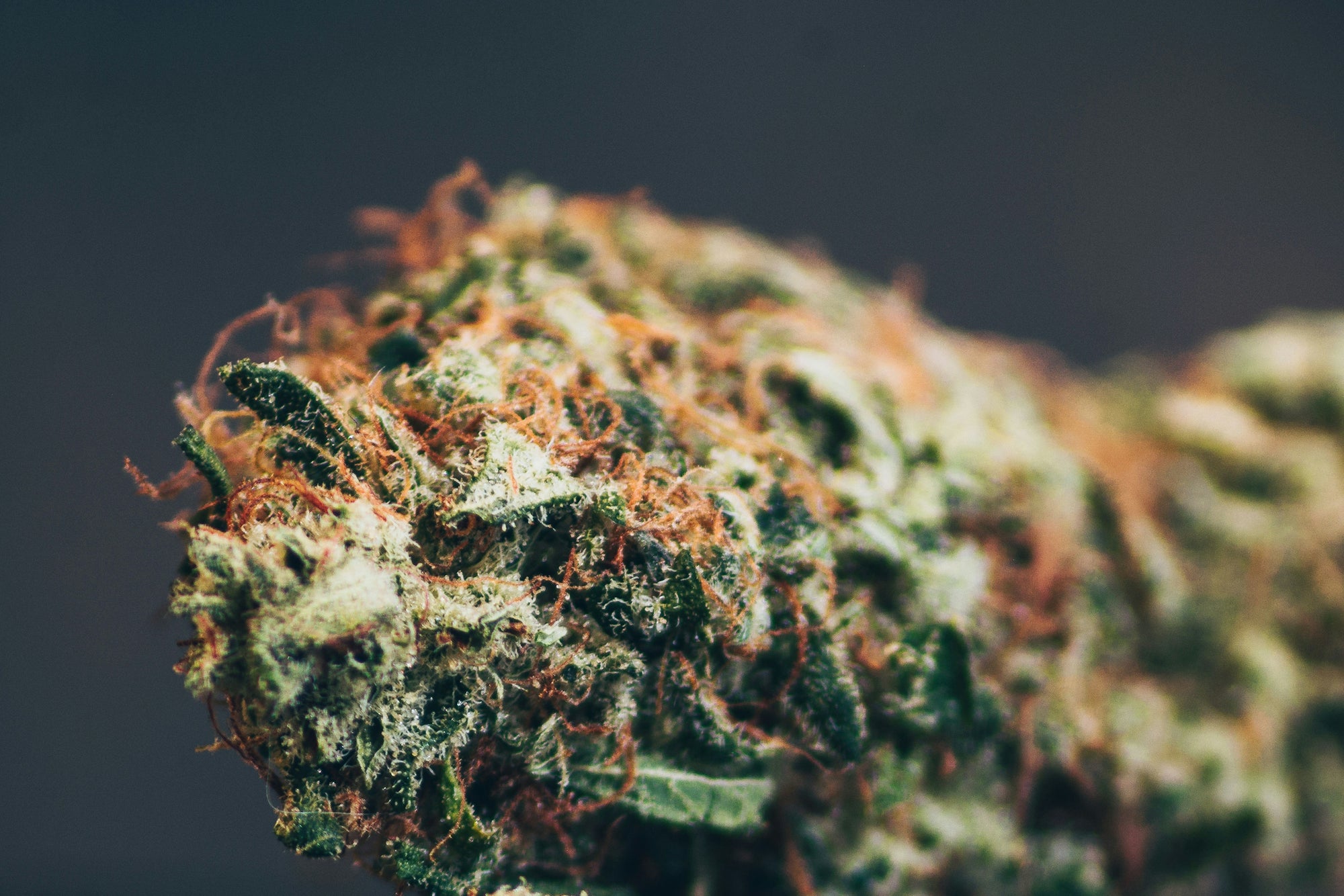 a close up of a green weed on a black background