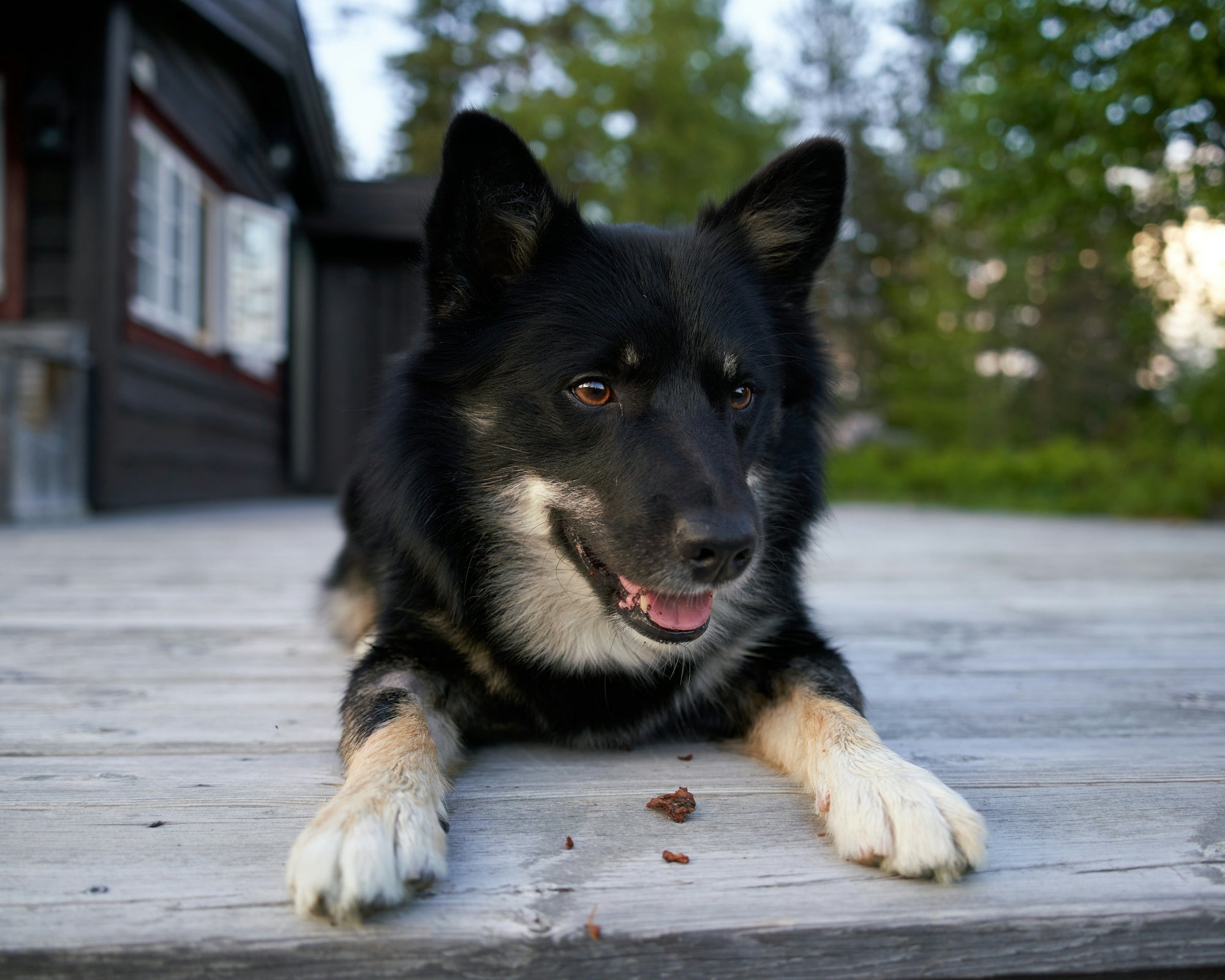 a black and white dog laying on a wooden deck