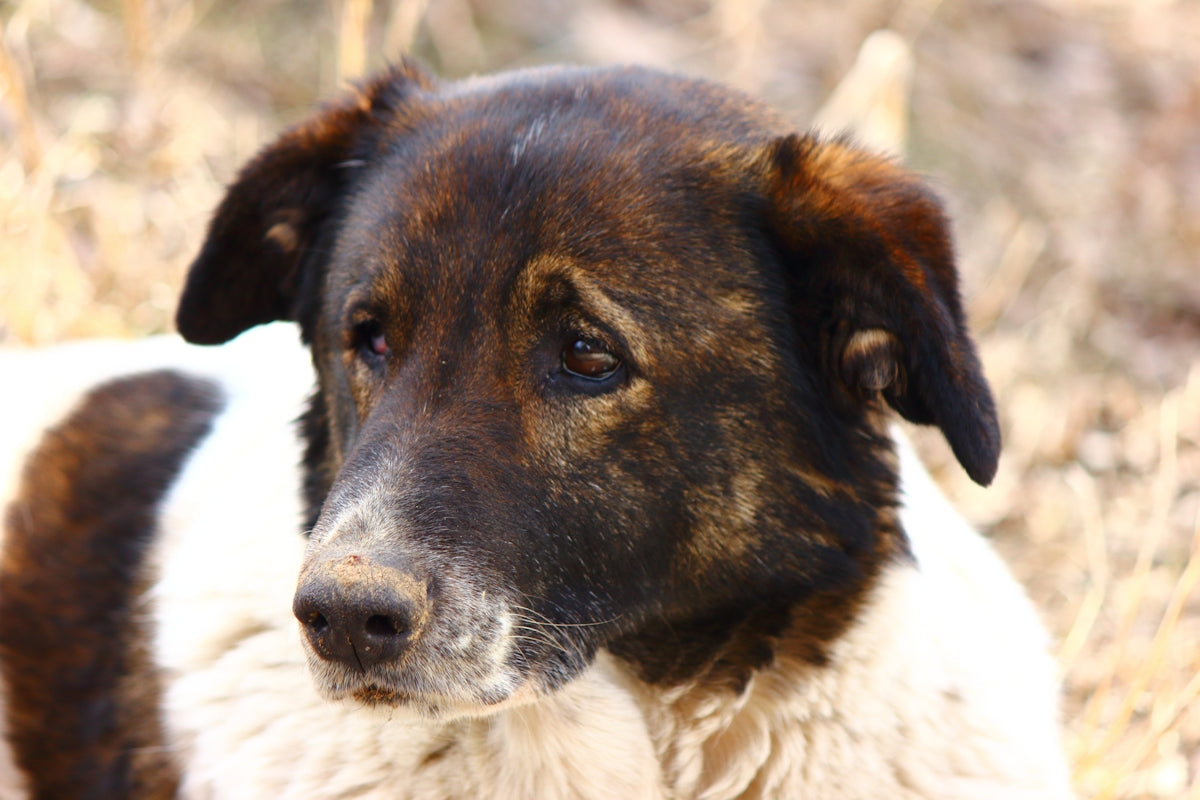 A beautiful dog looking straight ahead.